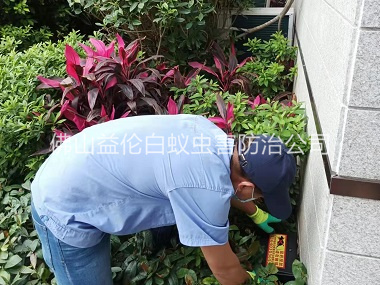 平洲住宅环境灭鼠工程